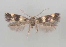 Attēlu rezultāti vaicājumam “Platytes alpinella”