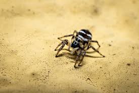 Attēlu rezultāti vaicājumam “Salticus sp.”