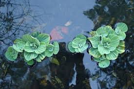 Attēlu rezultāti vaicājumam “Pistia stratiotes”