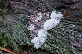 Attēlu rezultāti vaicājumam “Euphyia unangulata”