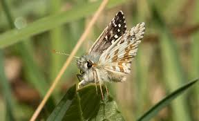 Attēlu rezultāti vaicājumam “Pyrgus alveus”