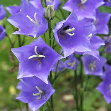 Attēlu rezultāti vaicājumam “Campanula persicifolia flower”