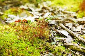 Attēlu rezultāti vaicājumam “Polytrichum juniperinum sporophyte”