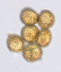 Attēlu rezultāti vaicājumam “Tortula truncata sporophyte”