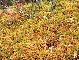 Attēlu rezultāti vaicājumam “Sphagnum austinii”