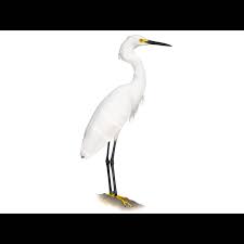 Image result for Egretta thula
