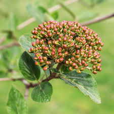 Attēlu rezultāti vaicājumam “Viburnum opulus bud”