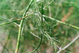 Attēlu rezultāti vaicājumam “Asparagus officinalis leaf”