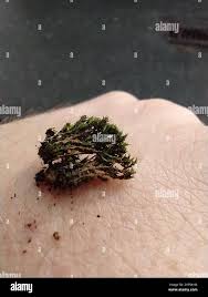 Attēlu rezultāti vaicājumam “Orthotrichum diaphanum”