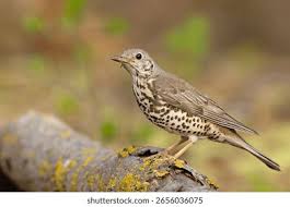 Attēlu rezultāti vaicājumam “Turdus viscivorus”