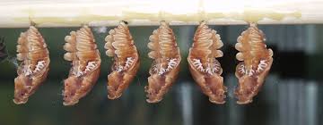 Attēlu rezultāti vaicājumam “pupa”