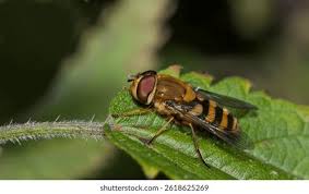 Attēlu rezultāti vaicājumam “Syrphus torvus”