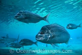 Image result for Pagrus auratus