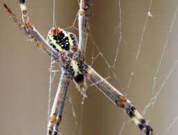 Image result for st andrews cross spider