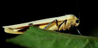 Attēlu rezultāti vaicājumam “Lithosia quadra female”