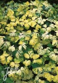 Attēlu rezultāti vaicājumam “Aquilegia vulgaris leaf”