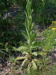 Attēlu rezultāti vaicājumam “Verbascum thapsus leaf”
