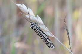 Attēlu rezultāti vaicājumam “Spiris striata”