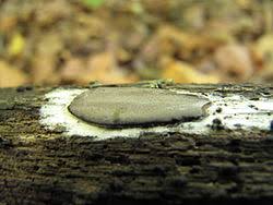 Attēlu rezultāti vaicājumam “Dictydiaethalium plumbeum spores”