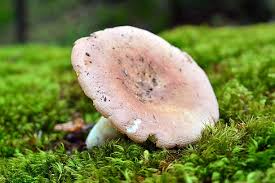 Attēlu rezultāti vaicājumam “Russula vesca”
