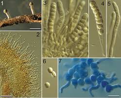 Attēlu rezultāti vaicājumam “Sclerophora coniophaea”