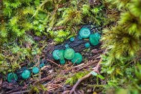 Attēlu rezultāti vaicājumam “Chlorencoelia versiformis”