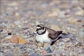 Attēlu rezultāti vaicājumam “Charadrius dubius”