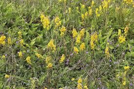 Attēlu rezultāti vaicājumam “Solidago virgaurea”