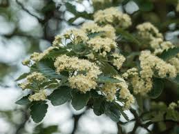 Attēlu rezultāti vaicājumam “Sorbus intermedia”