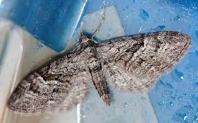 Attēlu rezultāti vaicājumam “Eupithecia pusillata”