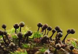 Attēlu rezultāti vaicājumam “Lamproderma gulielmae”