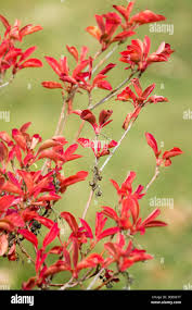 Attēlu rezultāti vaicājumam “Enkianthus chinensis flower”