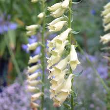 Image result for Digitalis lutea