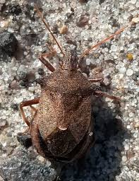 Attēlu rezultāti vaicājumam “Picromerus bidens”