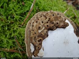 Attēlu rezultāti vaicājumam “Agathomyia wankowiczii”