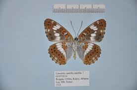 Attēlu rezultāti vaicājumam “Limenitis camilla upperside”