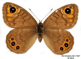 Attēlu rezultāti vaicājumam “Lasiommata petropolitana”