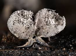 Attēlu rezultāti vaicājumam “Physarum straminipes”