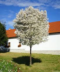 Attēlu rezultāti vaicājumam “Amelanchier canadensis”