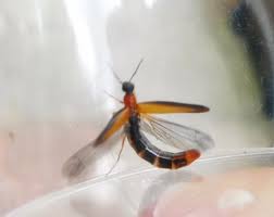 Attēlu rezultāti vaicājumam “Lymexylidae”