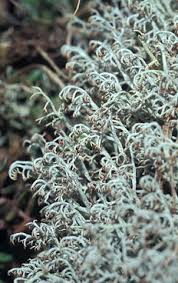 Attēlu rezultāti vaicājumam “Cladonia ciliata”