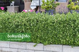 Attēlu rezultāti vaicājumam “Ligustrum vulgare”