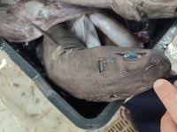 Image result for Dalatias licha