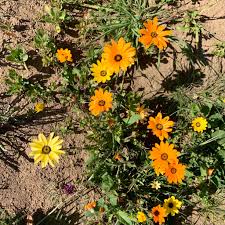 Image result for Dimorphotheca sinuata