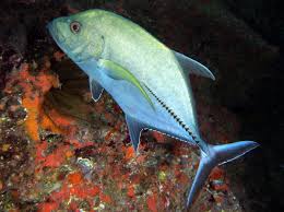 Image result for Caranx lugubris