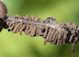 Attēlu rezultāti vaicājumam “Badhamiopsis scripta sessile”