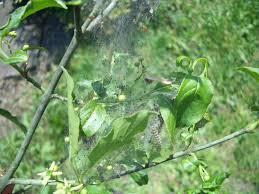 Attēlu rezultāti vaicājumam “Yponomeuta malinellus / cagnagella”