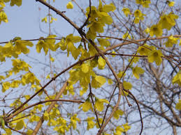 Attēlu rezultāti vaicājumam “Forsythia viridissima”