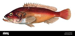 Image result for Sebastes fasciatus