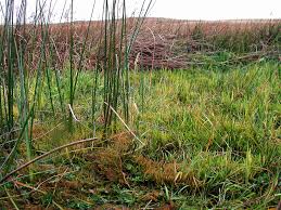 Attēlu rezultāti vaicājumam “Bryum weigelii”